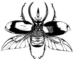 236x188 Drawn Beetle