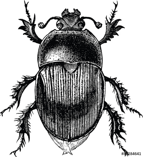 456x500 Vintage Graphic Beetle Scarab Stock Photo And Royalty Free Images