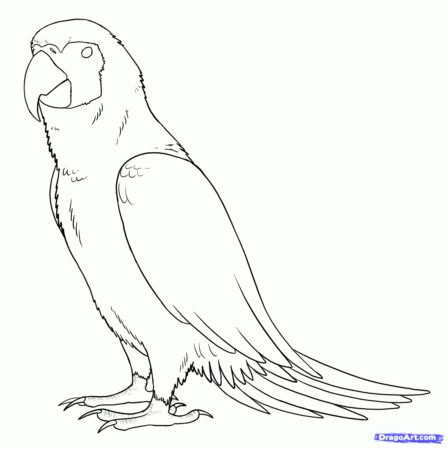 1514x1518 How To Draw Parrots, Draw Macaws Tuts