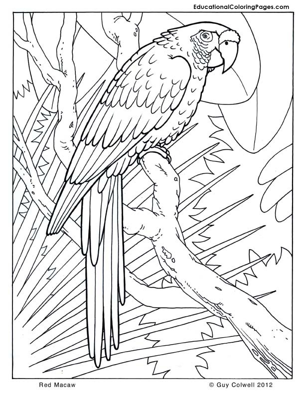 612x792 Macaw Coloring Page To Cure Draw Image Printable Coloring Pages