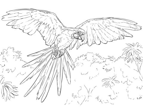 480x360 Blue And Yellow Macaw Clipart Drawing