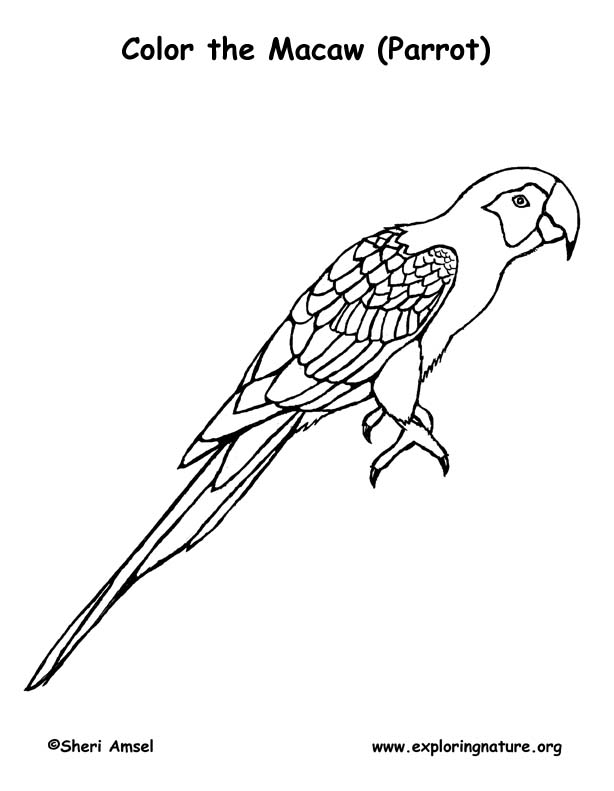 614x791 Scarlet Macaw Coloring Page