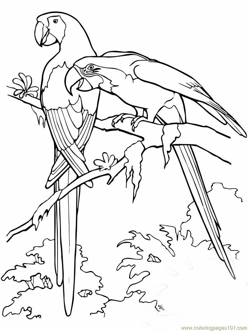 800x1066 Scarlet Macaws Coloring Page