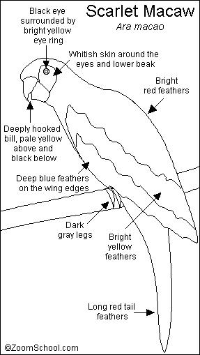 287x509 Scarletmacaw.shtml.jpg
