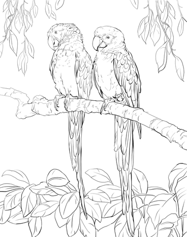 380x480 Two Scarlet Macaws Coloring Page Free Printable Coloring Pages