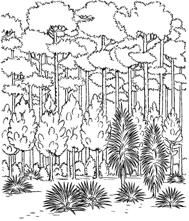 618x723 756 Best Tree And Leaves Coloring Images On Coloring