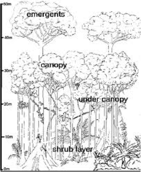 457x560 Tropicalbiology2012 Just Another Site