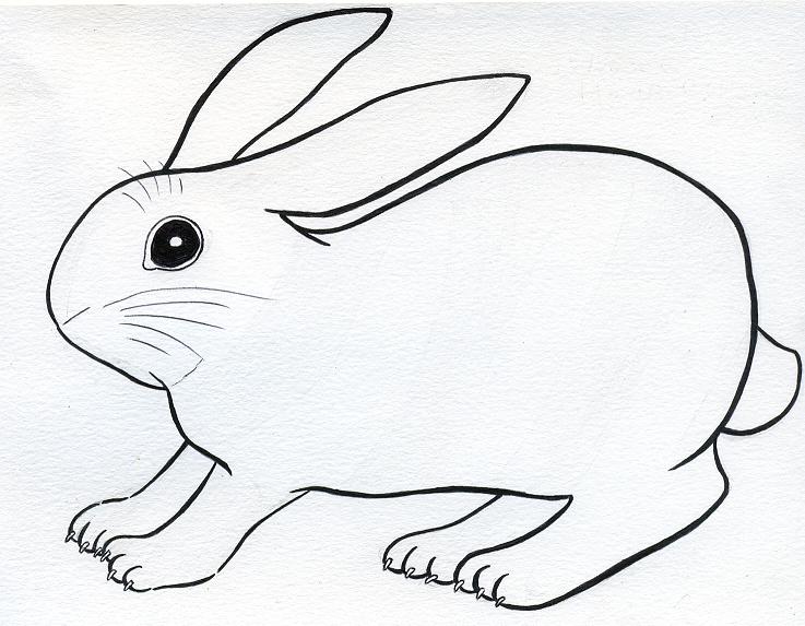 737x573 Scared Bunny By Lilaaku