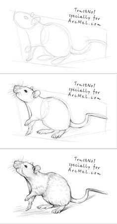 236x452 How To Draw A Rat More Drawing Animals Rats