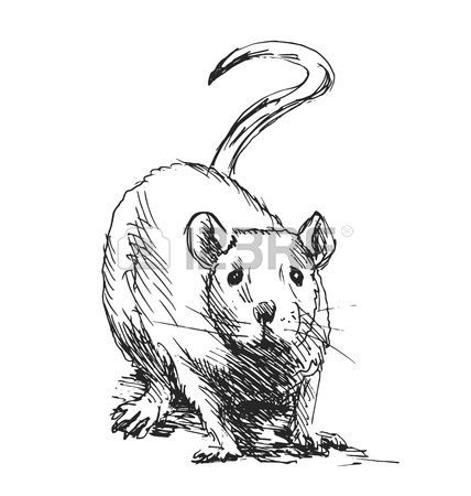 428x450 435 Best Rats