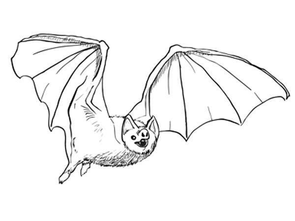 600x450 Bat Drawing Ideas Realistic Drawing Of Bat