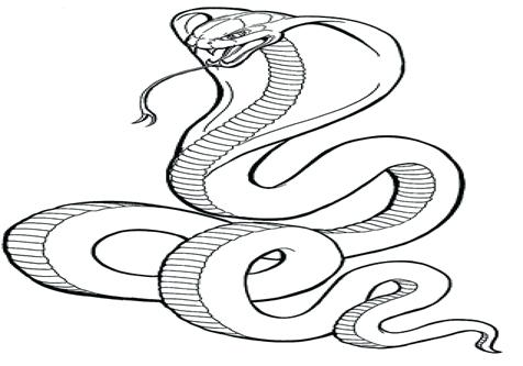 476x333 Coloring Page Snake
