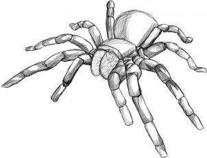 Scary Spider Drawing