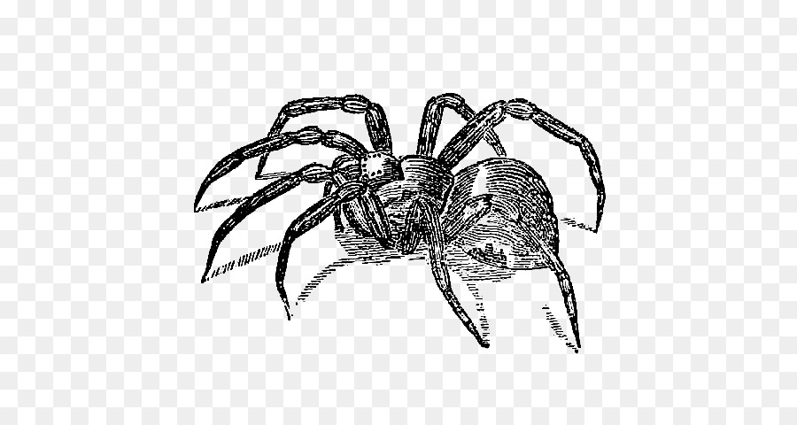 900x480 Spider Clip Art