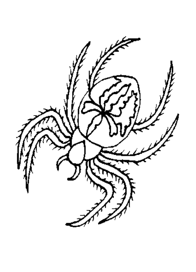 650x900 Spider Coloring Pages