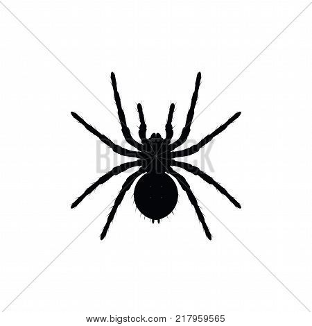 450x470 Spider Images, Illustrations, Vectors