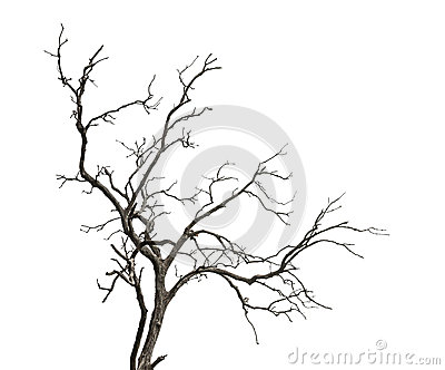 400x332 Drawn Dead Tree Horror