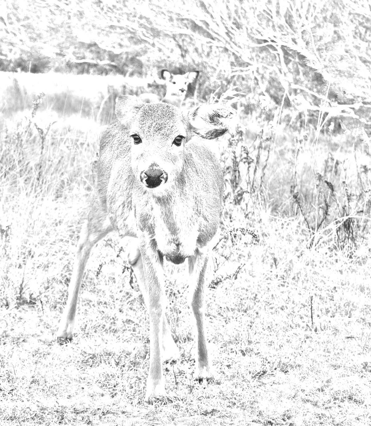 1200x1380 Scenic Corner Kids Page