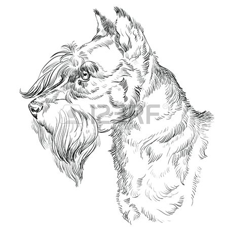 450x450 Miniature Schnauzer Dog Vector Hand Drawing Illustration In Black