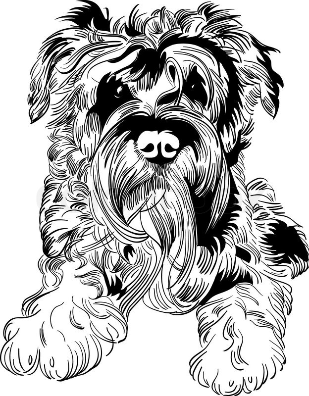 624x800 Sweet Dog Miniature Schnauzer Breed Hand Drawing Vector Stock