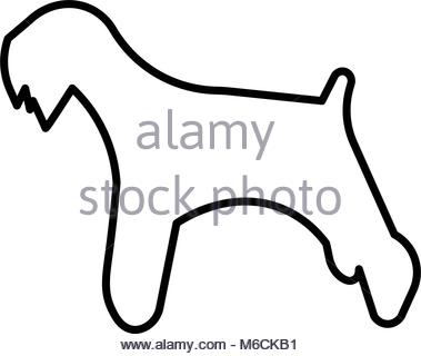 379x320 Miniature Schnauzer Show Dog On Lead Stock Photo 18143964