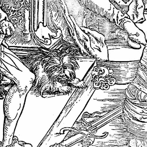 500x500 Standard Schnauzer Dog Breed Information