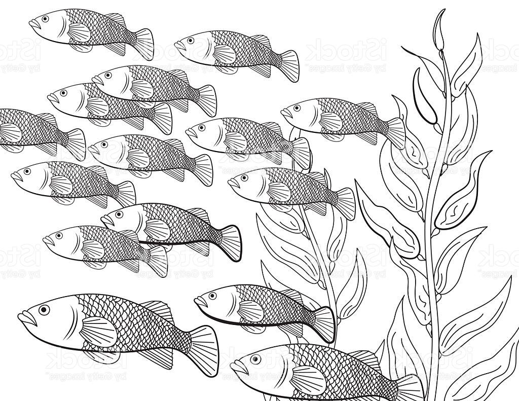 1024x791 Top Underwater School Of Fish Adult Coloring Book Page Vector Image
