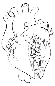 236x368 How To Draw A Human Heart 5 Steps (With Pictures)