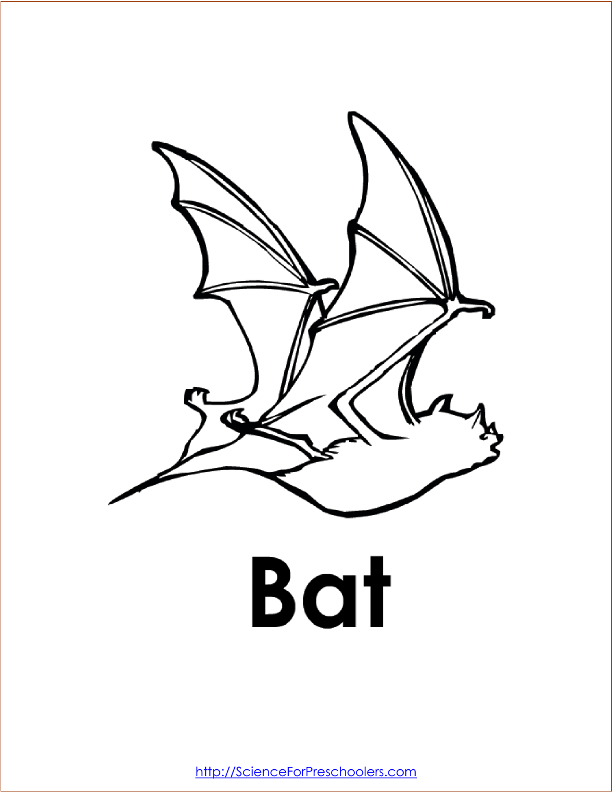 612x792 Bats
