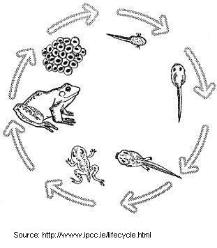 311x356 Raising Tadpoles A Science Project