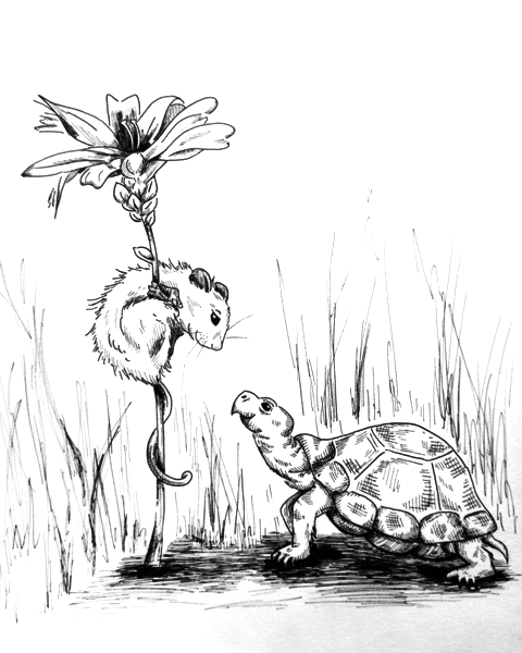 480x600 Mouse And Turtle