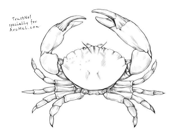 768x589 How To Draw A Crab Step By Step