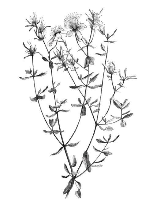 500x667 Image Result For Native Flower Scientific Drawing Flower