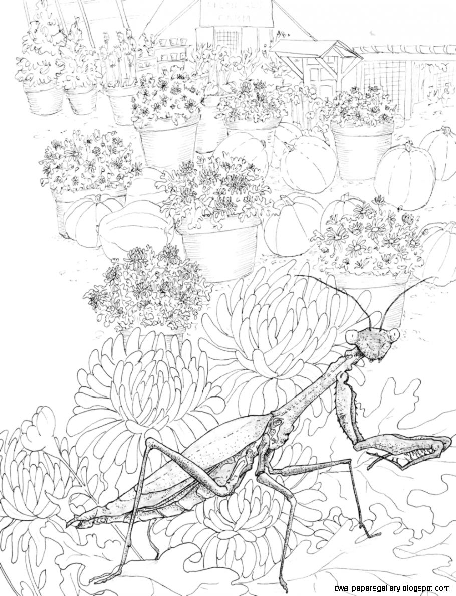 910x1189 Praying Mantis Scientific Drawing Wallpapers Gallery