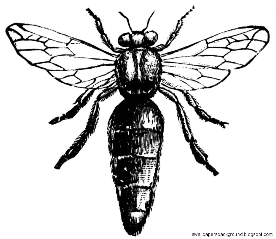 921x798 Queen Bee Scientific Drawing Wallpapers Background
