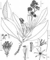 206x245 Resultado De Imagen De Scientific Drawing Leaf Marrazki