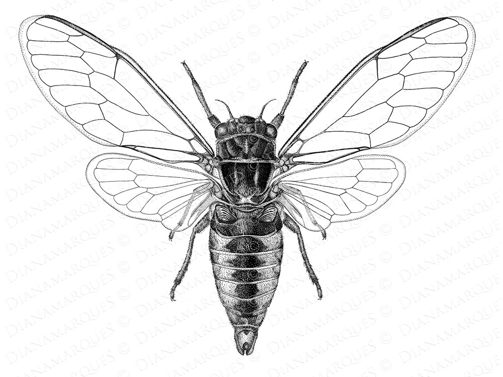 1000x750 Science Archives Diana Marques