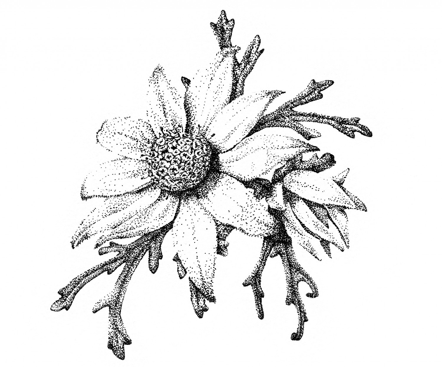 1500x1244 Scientific Drawing Esther Bolz