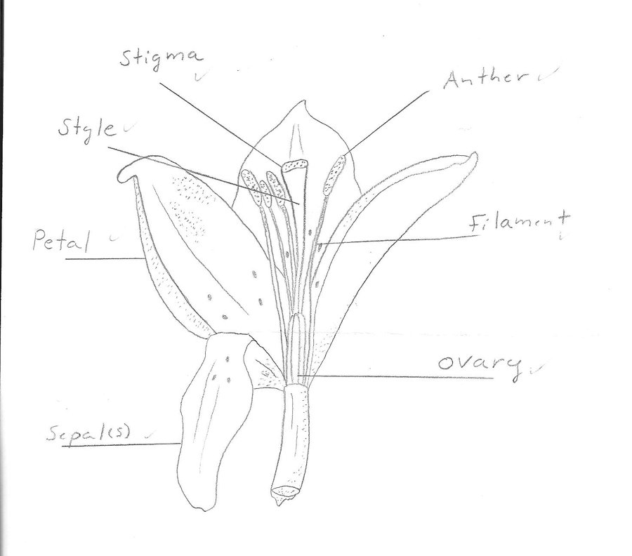 900x792 Scientific Drawing Of A Lillie By Lily The Pink