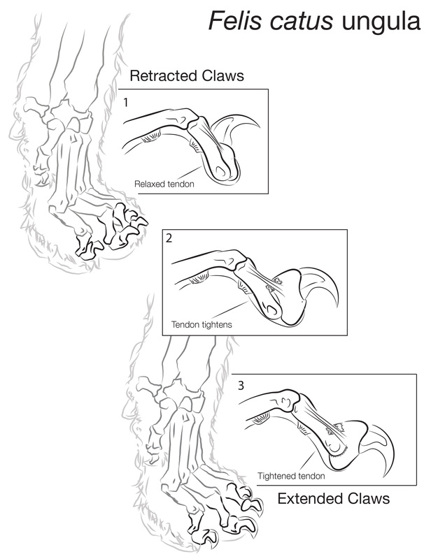 616x800 Vector Pen Drawing
