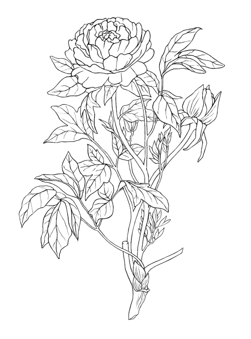 500x676 Scientific Flower Drawing Tumblr