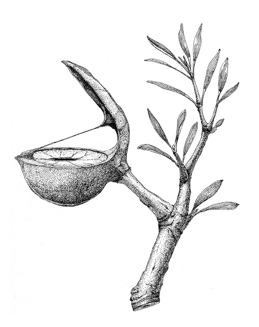 508x640 Sound Flora By Miyakojima Factory Concept Sketches Inspiration