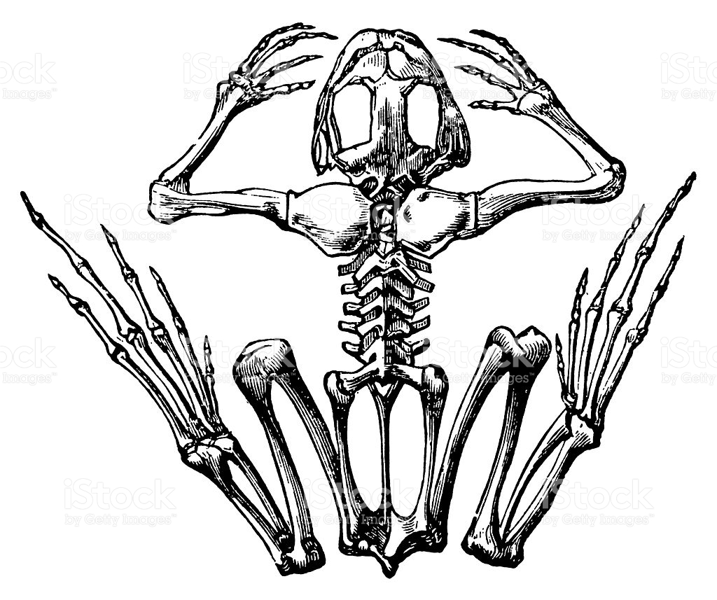 1024x857 Antique 19th Century Illustration Of A Frog Skeleton Published