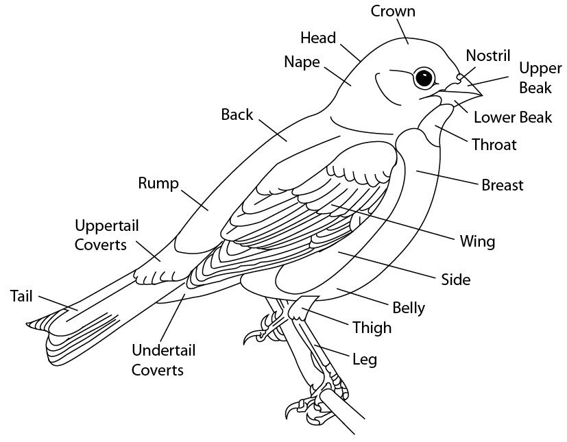 827x645 Bird Scientific Line Drawing By Kaevia