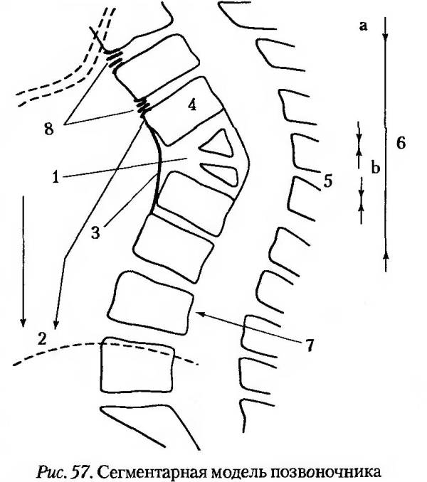 600x678 Scoliosis Of The Spine 2 Degrees Symptoms, Causes, Treatment
