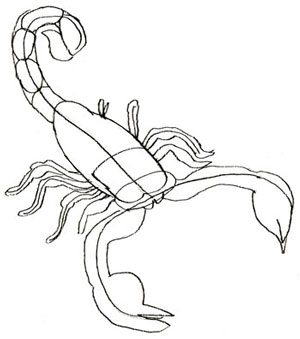 300x339 How To Draw A Scorpion