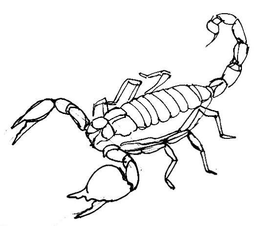 530x462 How To Draw A Scorpion