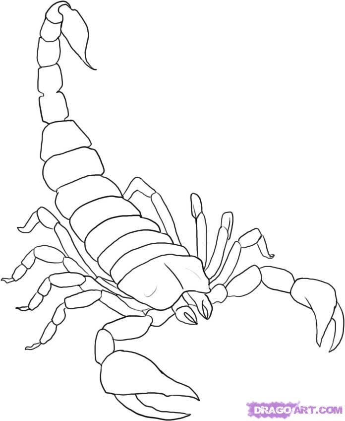 696x848 How To Draw A Scorpion Step 5 Tutorial Away