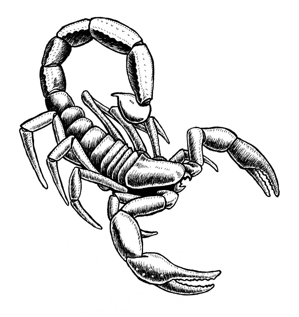 974x1033 Collection Of Scorpion Clipart