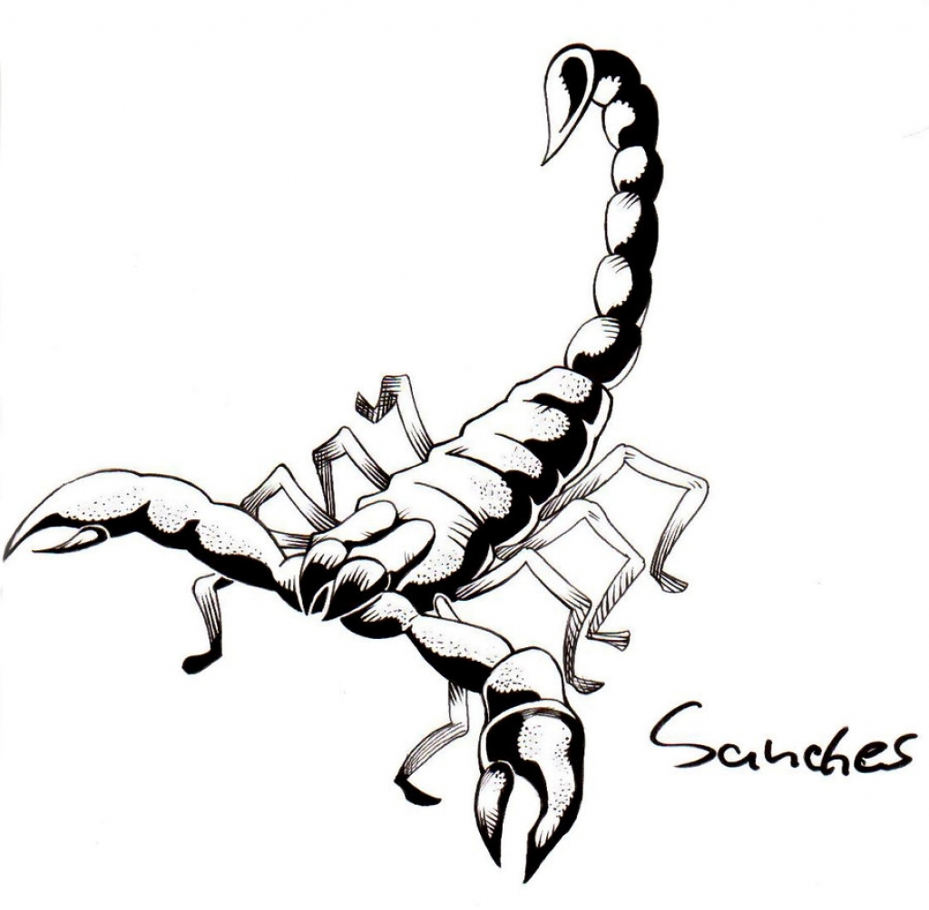 1024x1004 Drawings Of Scorpions Scorpion Drawings Clipart Best